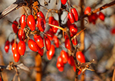 berberine-multi